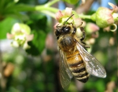 Після запилення бджолами врожайність сільгоспкультур збільшується до 17 разів